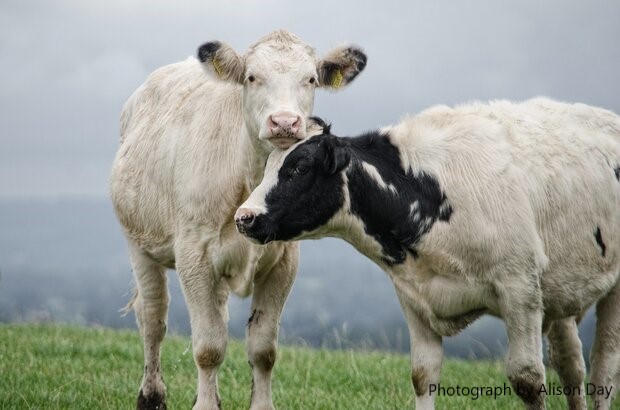 Photograph of two white cows in a grass field, by Alison Day
