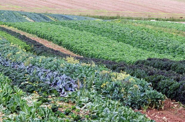 Field of brassicas and other vegetables in rows