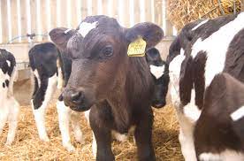 Pictures of cows on straw in a barn