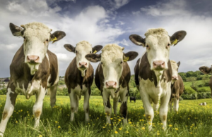 Photo of four cows in a grass field