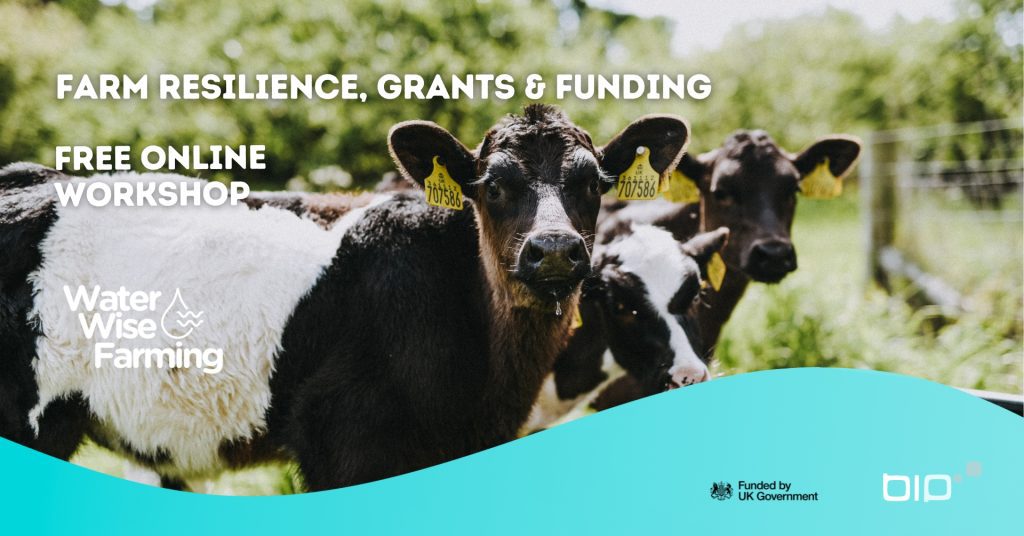 Photo of cows for Water Wise farming project workshop banner